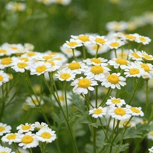 Camomile German Organic Essential Oil 2.5g