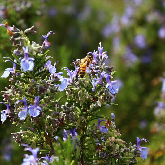 Rosemary Organic Essential Oil 10ml