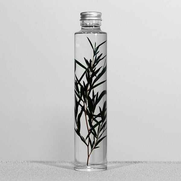 Pflanze in Flasche 200 ml _ Melaleuca Alternifolia
