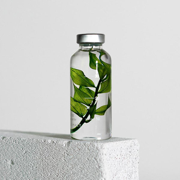 Pflanze in Flasche 30 ml _ Ruscus Aculeatus