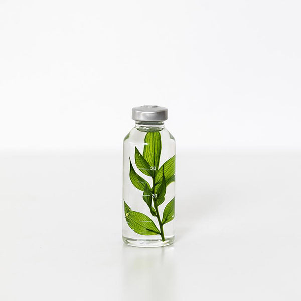 Pflanze in Flasche 30 ml _ Ruscus Aculeatus