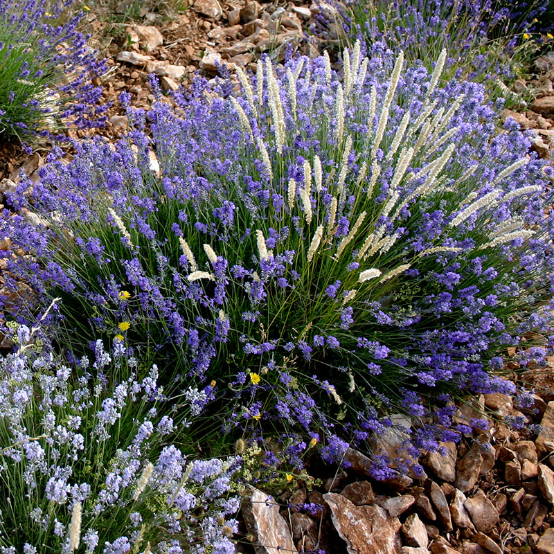Lavender Organic Essential Oil 10ml