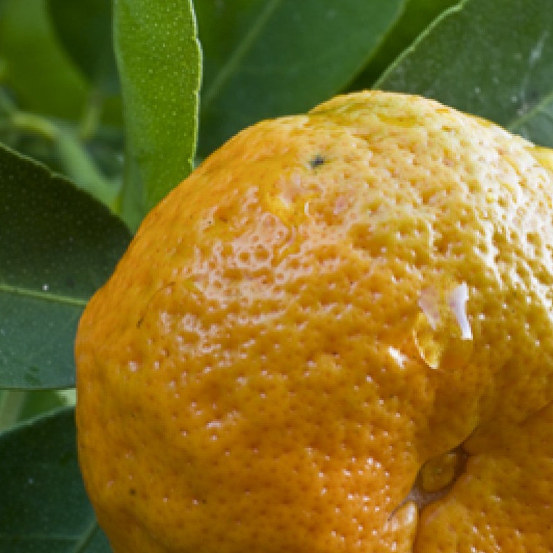 Mandarin Organic Essential Oil 5ml