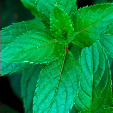 Peppermint Organic Essential Oil 10ml