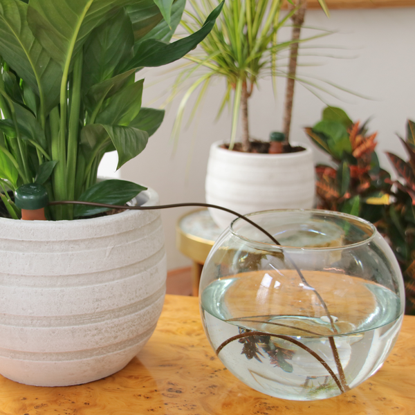 Watering Indoor Plants _ Classic or Classic XL