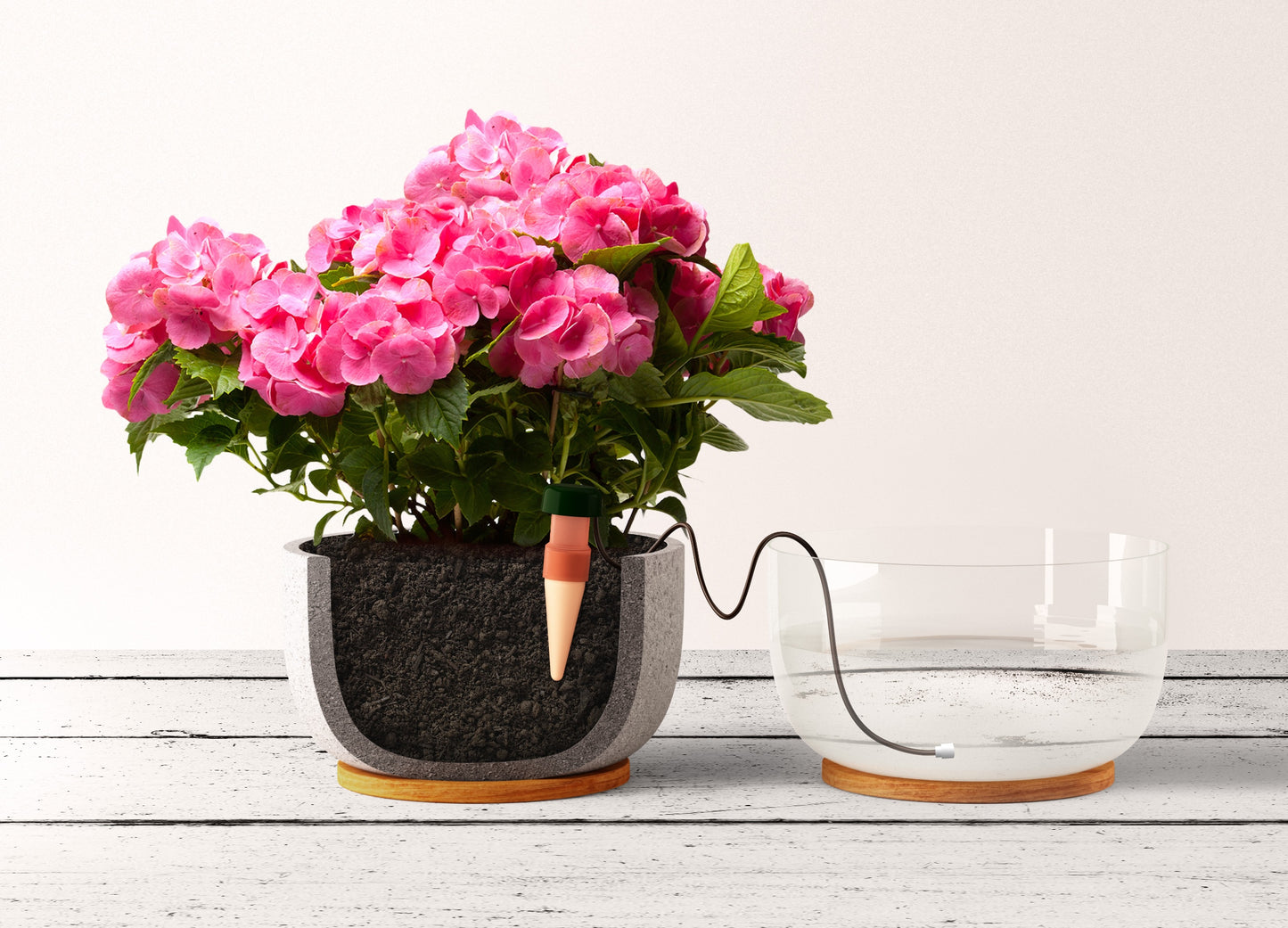 Watering Indoor Plants _ Classic or Classic XL