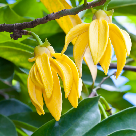 Erstes ätherisches Ylang-Ylang-Öl