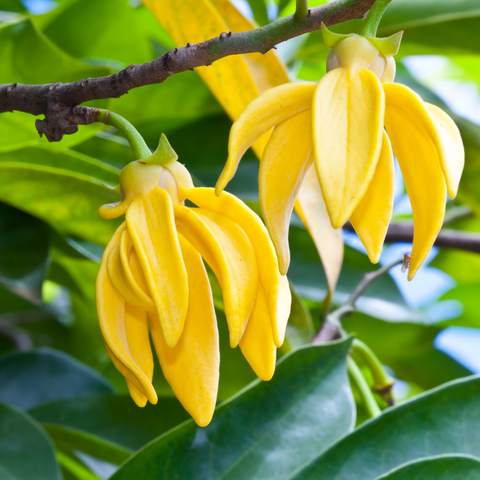 First Ylang-ylang _ Essential Oil