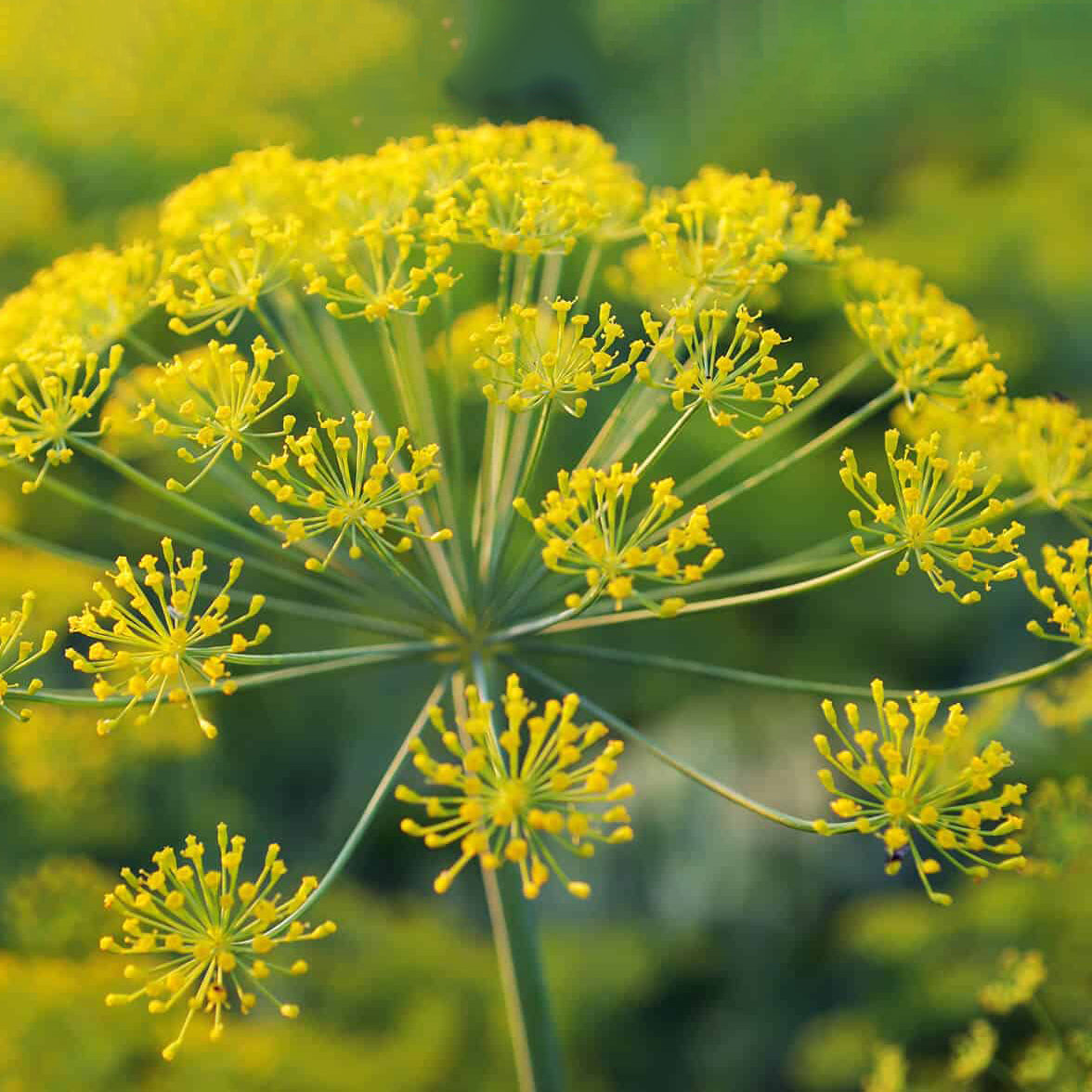 Galbanum _ Ätherisches Öl