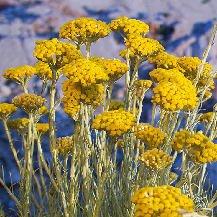 Immortelle _ Essential Oil