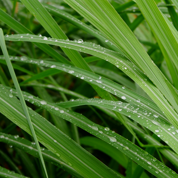 Lemongrass _ Essential Oil