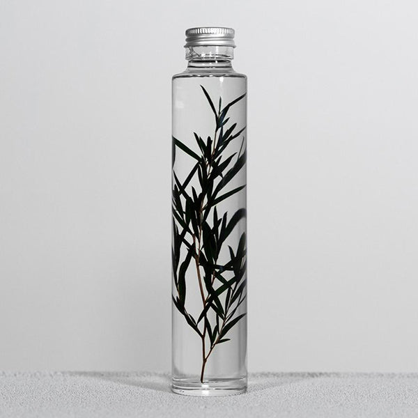 Plant in Bottle 200ml _ Melaleuca Alternifolia