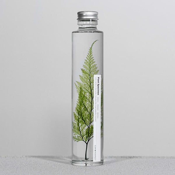 Plant in Bottle 200ml _ Tabaria Fern