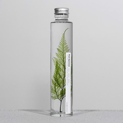 Plant in Bottle 200ml _ Tabaria Fern